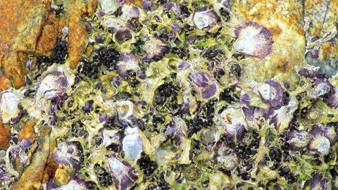 Mussels shells on stone rock on beach texture pattern Thailand. Stock Footage 319521185
