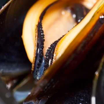 Mussels in strict close up Stock Photos