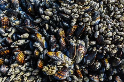 Mussels Texture Fotos Stock