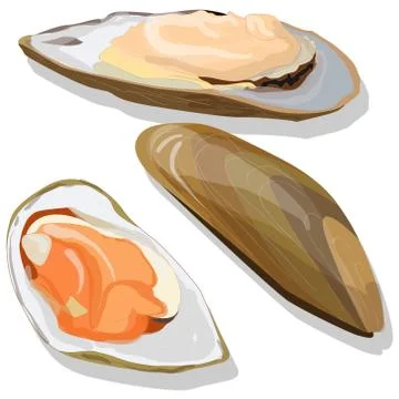 Mussels vector illustration Stock Illustration