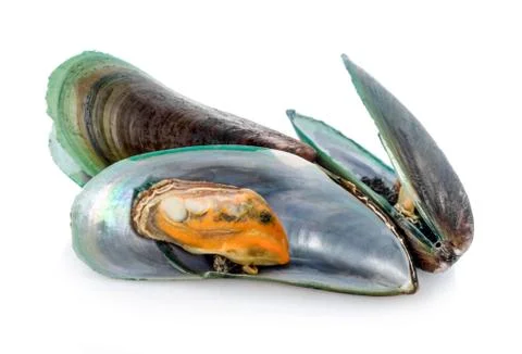 Mussels on a white background. Stock Photos