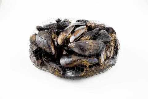 Mussels with a white background Stock Photos