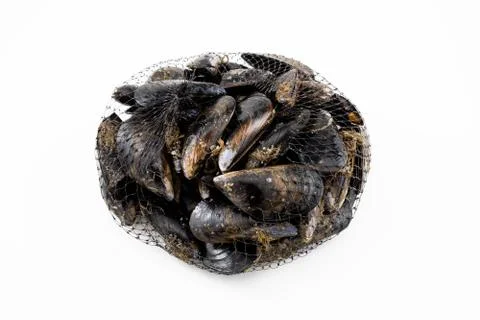 Mussels with a white background Stock Photos