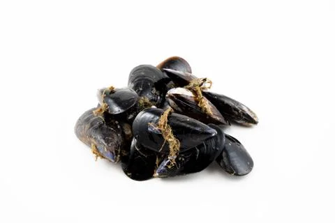 Mussels with a white background Stock Photos