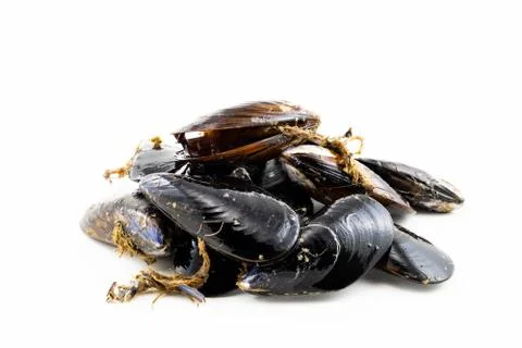 Mussels with a white background Foto stock