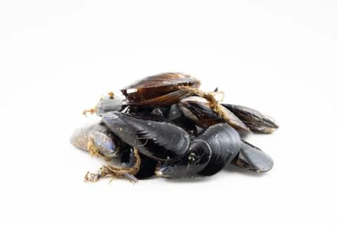Mussels with a white background Stock Photos