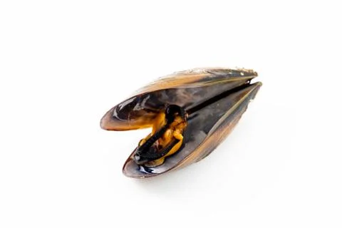Mussels with a white background Stock Photos