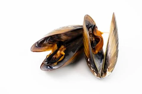 Mussels with a white background Stock Photos
