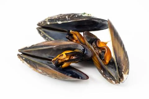 Mussels with a white background Stock Photos