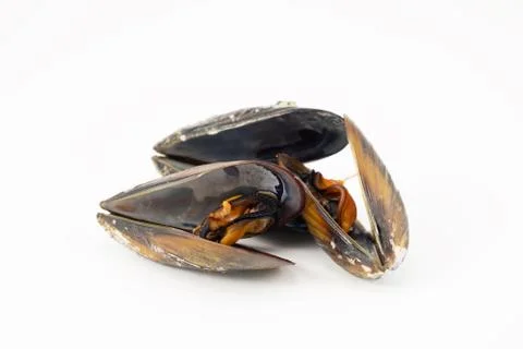 Mussels with a white background Stock Photos