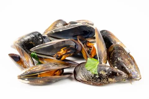 Mussels with a white background Stock Photos