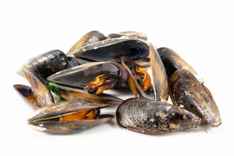 Mussels with a white background Stock Photos