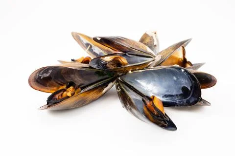 Mussels with a white background Stock Photos
