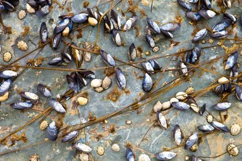 Mussles and barnacles Foto stock