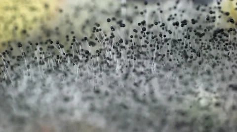 Must Vídeos de archivo 35045205