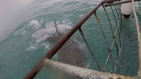 MUST VIEW CLIP! Great white shark breaches showing her throat and gills Stock Footage