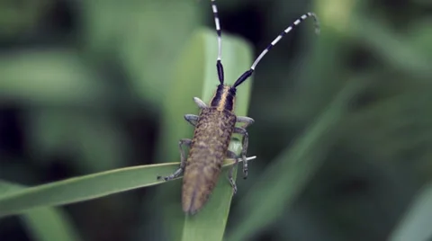 Mustachioed beetle hiding Video stock 39306919