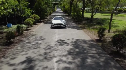Mustang in forest road Video stock 230610084
