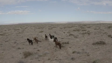 Mustang Herd Video stock 127179241
