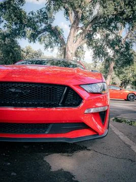 Mustang Stock Photos
