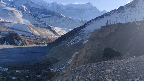 MUSTANG SCENERY Video stock 124354451