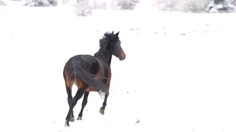 Mustang in Snow Stock Footage 223724305
