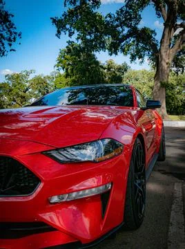 Mustang1 Stock Photos