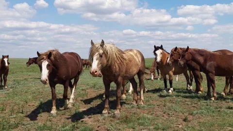 Mustangs faces close-up, wild horses and horseflies, animals look at camera Stock-Footage 131346454