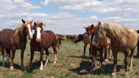 Mustangs faces close-up, wild horses and horseflies, animals look at camera Stock Footage 131346864