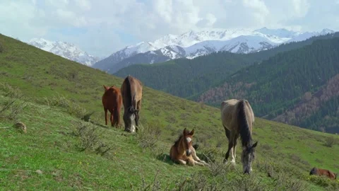 Mustangs nibble grass on the mountain slopes of Kyrgyzstan Stock Footage 274134493