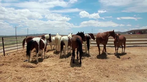 Mustangs at the Ranch Stock Footage 48632525