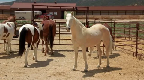 Mustangs at the Ranch Stock Footage 48632529