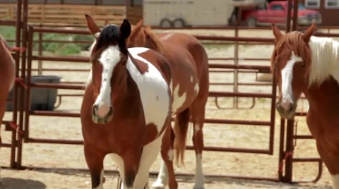 Mustangs at the Ranch Video stock 48632535