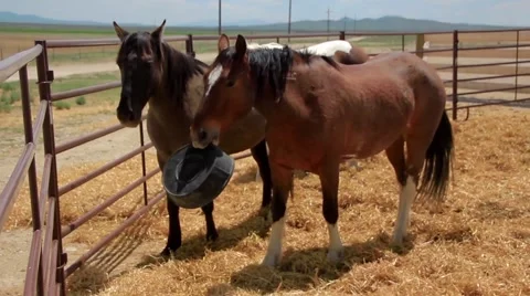 Mustangs at the Ranch Stock Footage 48632541
