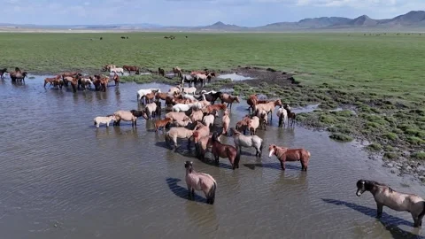 Mustangs on the Steppes Stock Footage 335357883