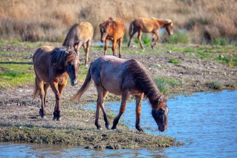 Mustangs in the wild Stock Photos