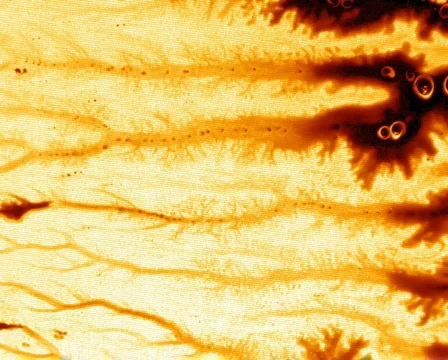 Mustard Attack 스톡 동영상 105030