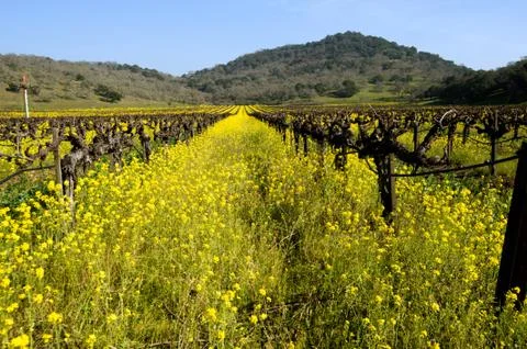 Mustard Between the Vines Stock Photos
