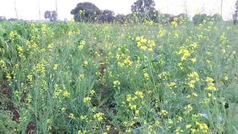 Mustard crop field Stock Footage 75050252
