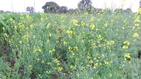 Mustard crop field Stock Footage 75050984