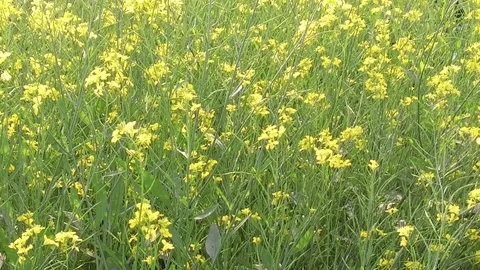 Mustard crop field Stock Footage 75052272