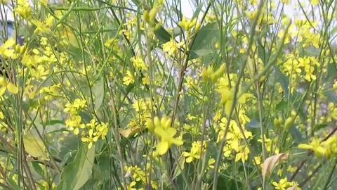Mustard crop field Stock Footage 75052555