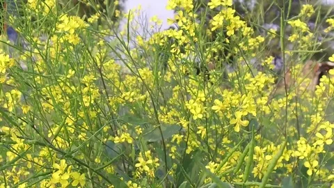 Mustard crop field Stock Footage 75052646