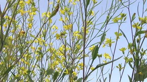 Mustard crop field Stock Footage 75052886