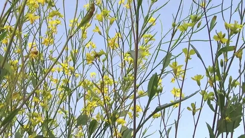 Mustard crop field Stock Footage 75052945