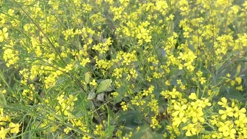 Mustard crop field Stock Footage 75052980
