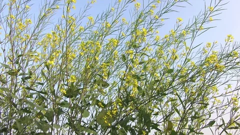 Mustard crop field Stock Footage 75052998