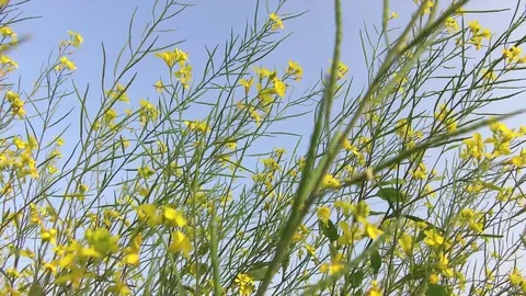 Mustard crop field Stock Footage 75053048