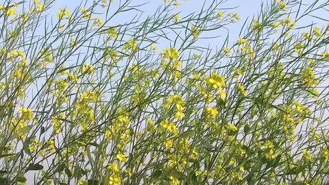 Mustard crop field Stock Footage 75053139