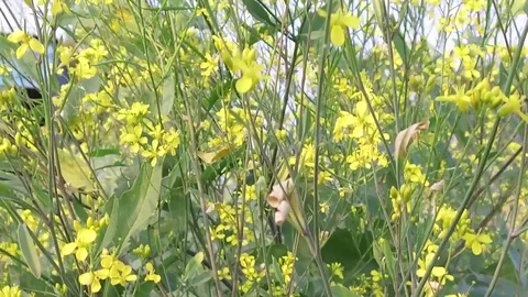 Mustard crop field Stock Footage 75053141